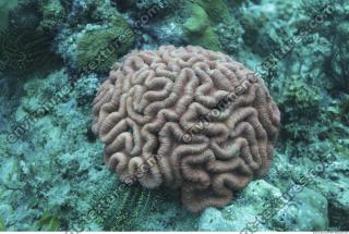 Corals 0052